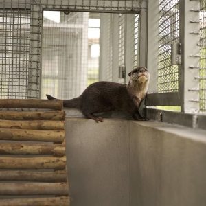 otter-wfft